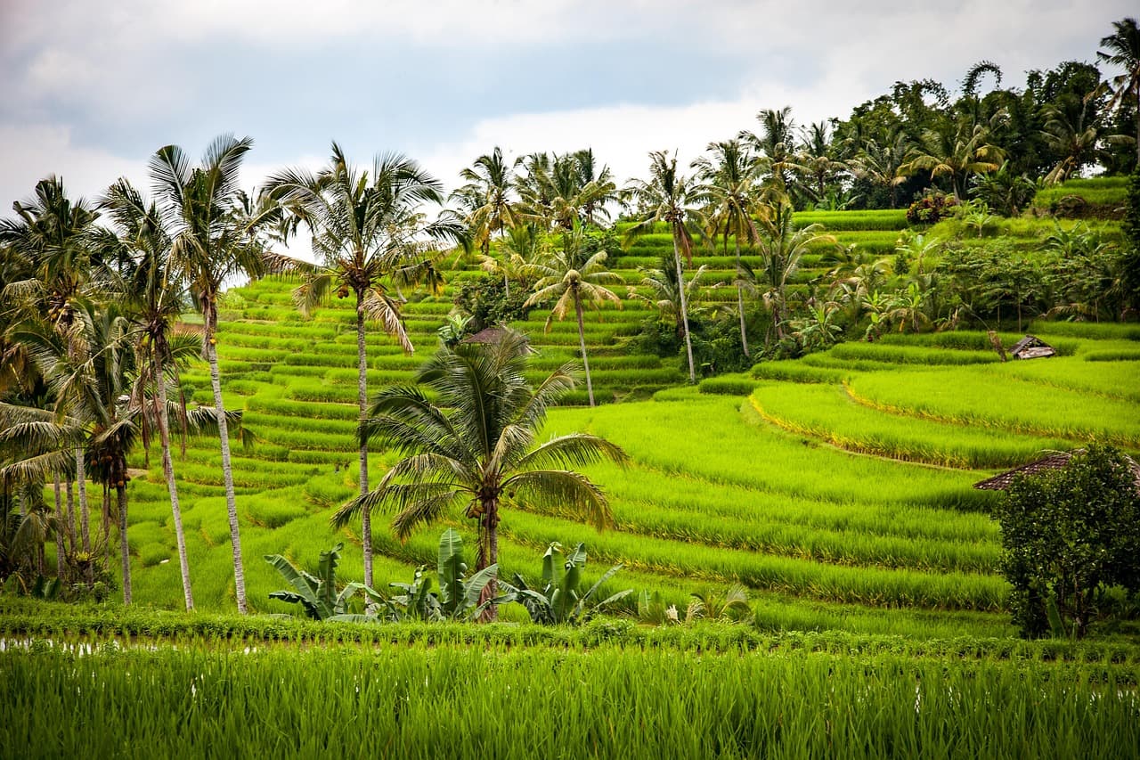 Emerald rice terraces in Bali — stay online in Indonesia with an instant-delivery LTE.app eSIM
